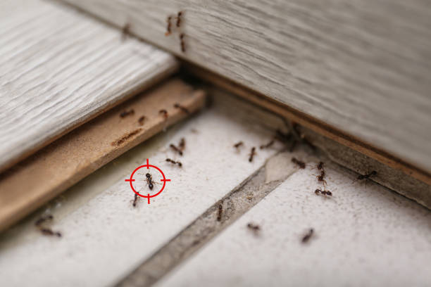 Best Wasp Removal Services  in Atascocita, TX