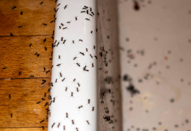 Best Best Pest Control Companies  in Atascocita, TX