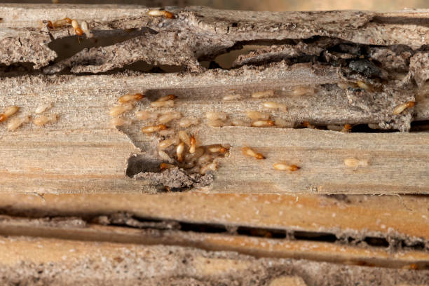 Best Pest Inspection Near Me  in Atascocita, TX