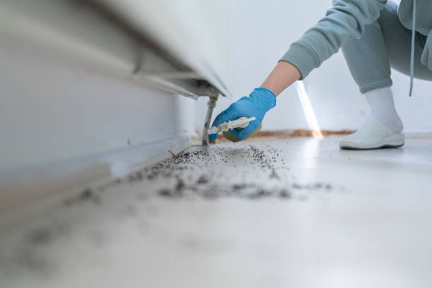 Best Flea Control Services  in Atascocita, TX